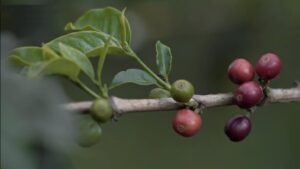 Кофейное дерево в Колумбии